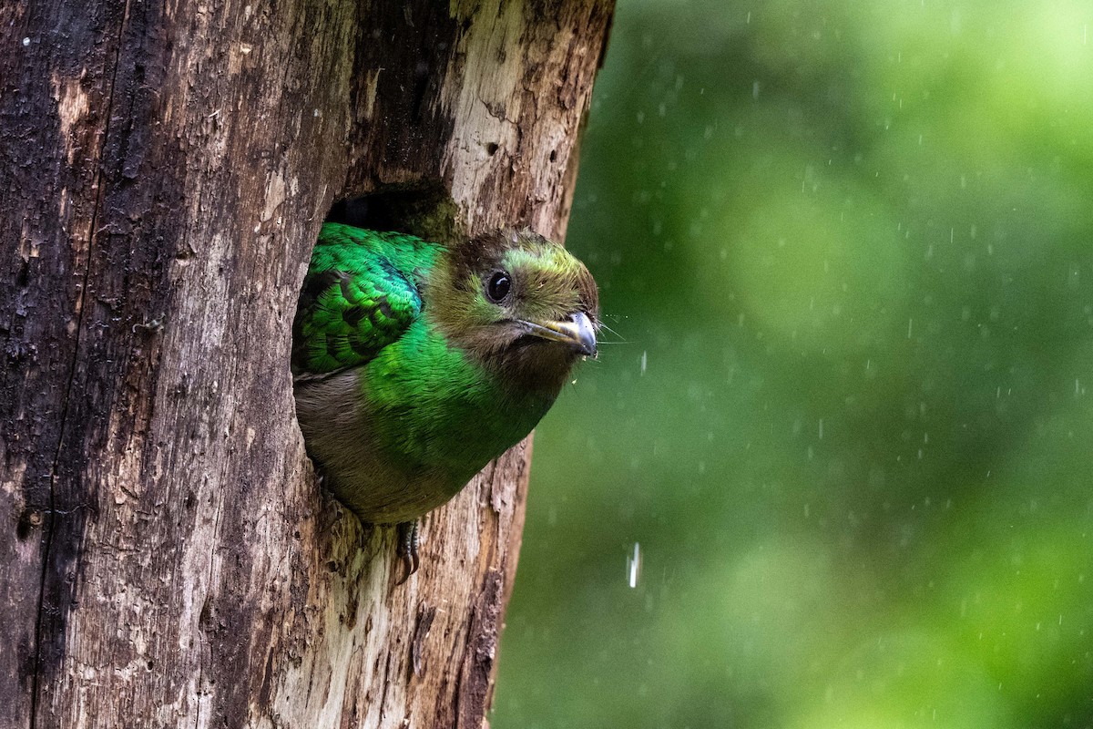 Resplendent Quetzal - ML643736319