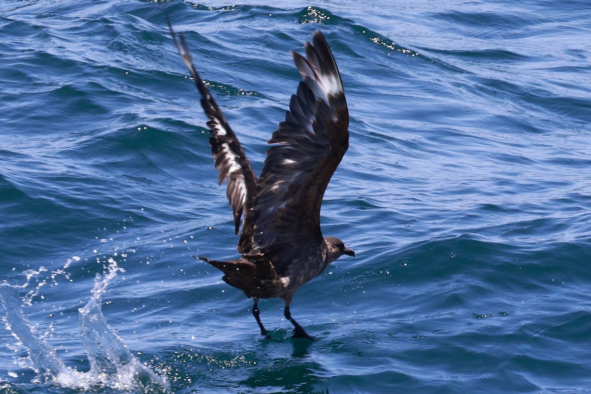 Chilean Skua - ML643736326