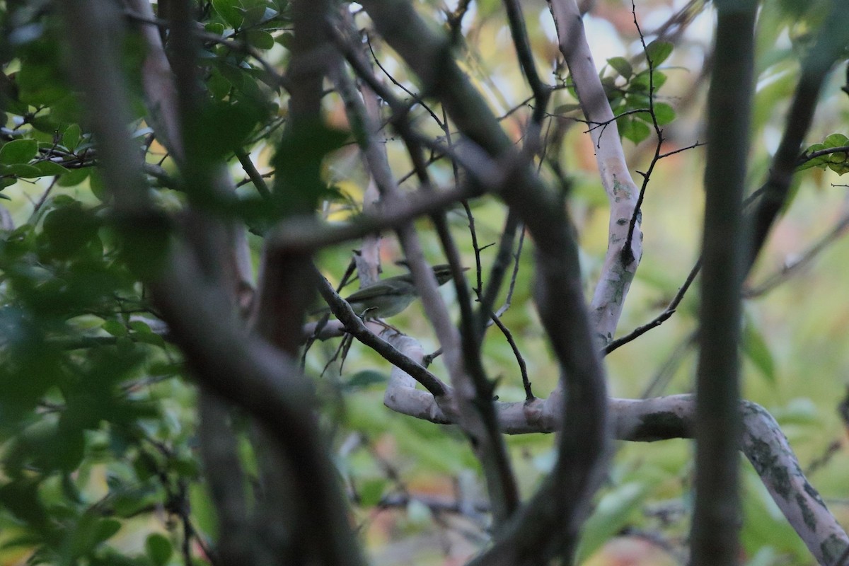 Phylloscopus sp. - ML643736330