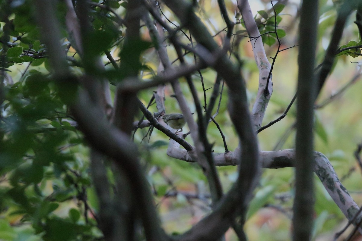 Phylloscopus sp. - ML643736331