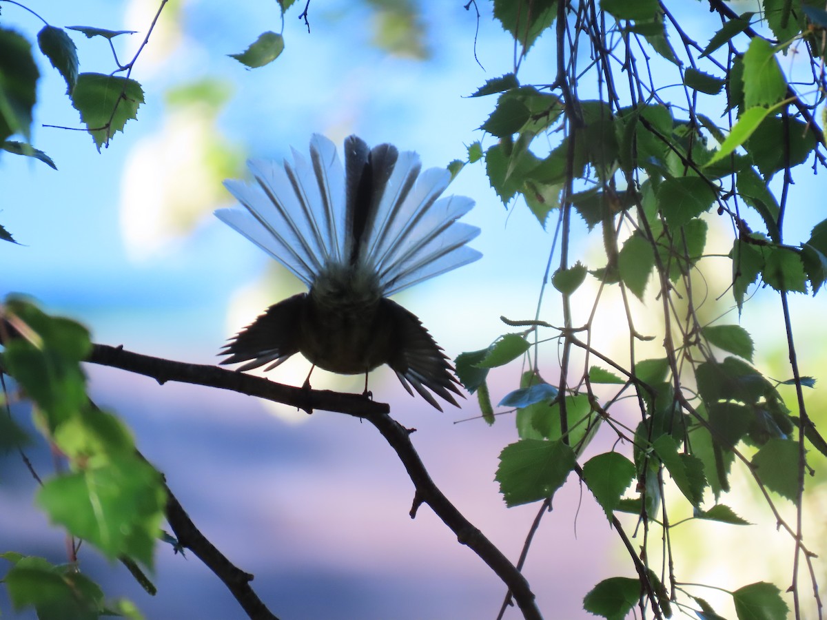 New Zealand Fantail - ML643736341