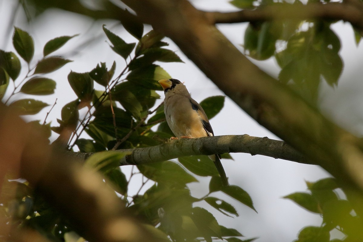 Japanese Grosbeak - ML643736351
