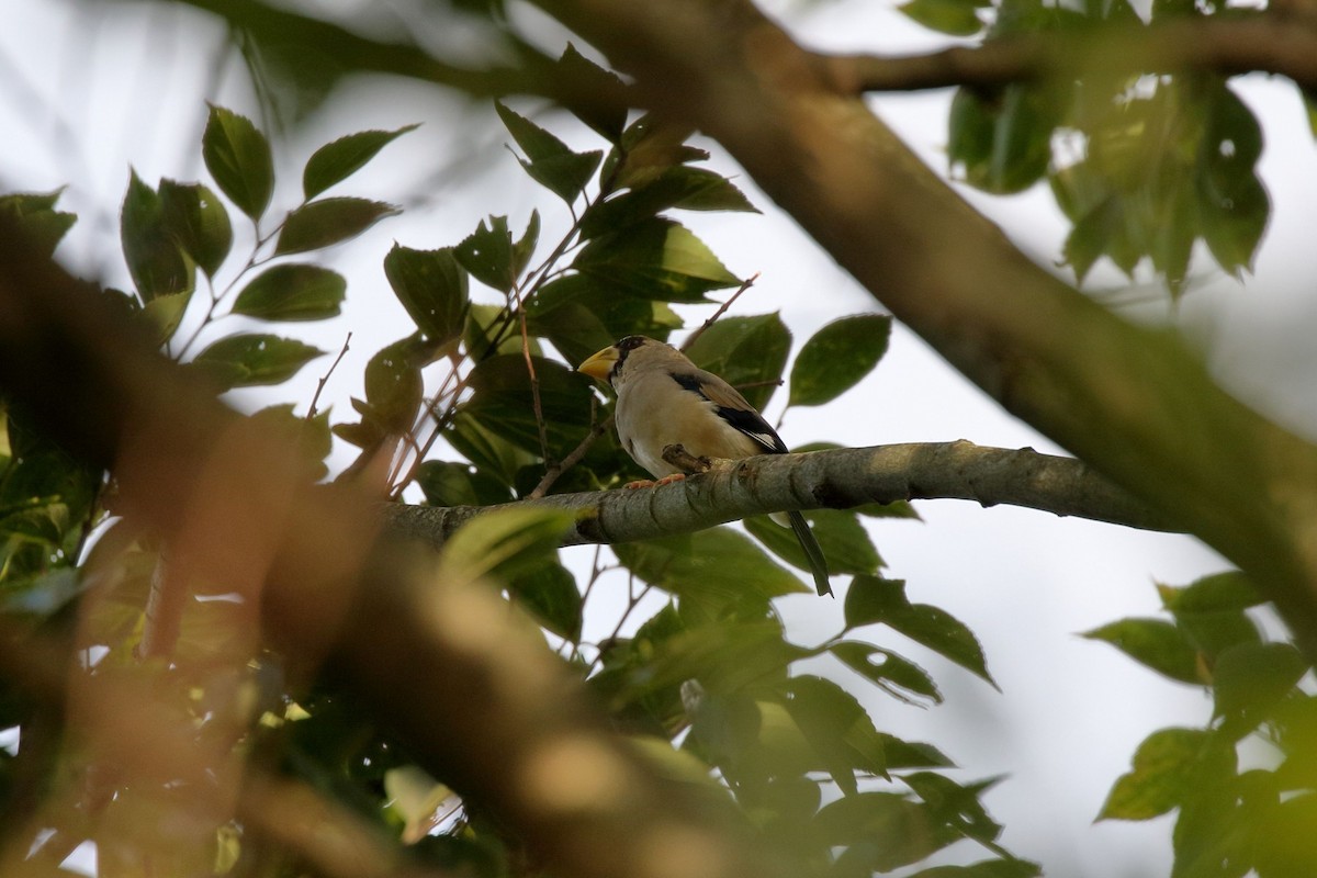 Japanese Grosbeak - ML643736352