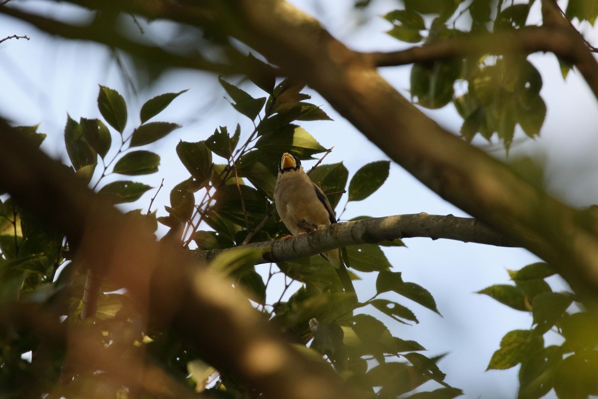 Japanese Grosbeak - ML643736353