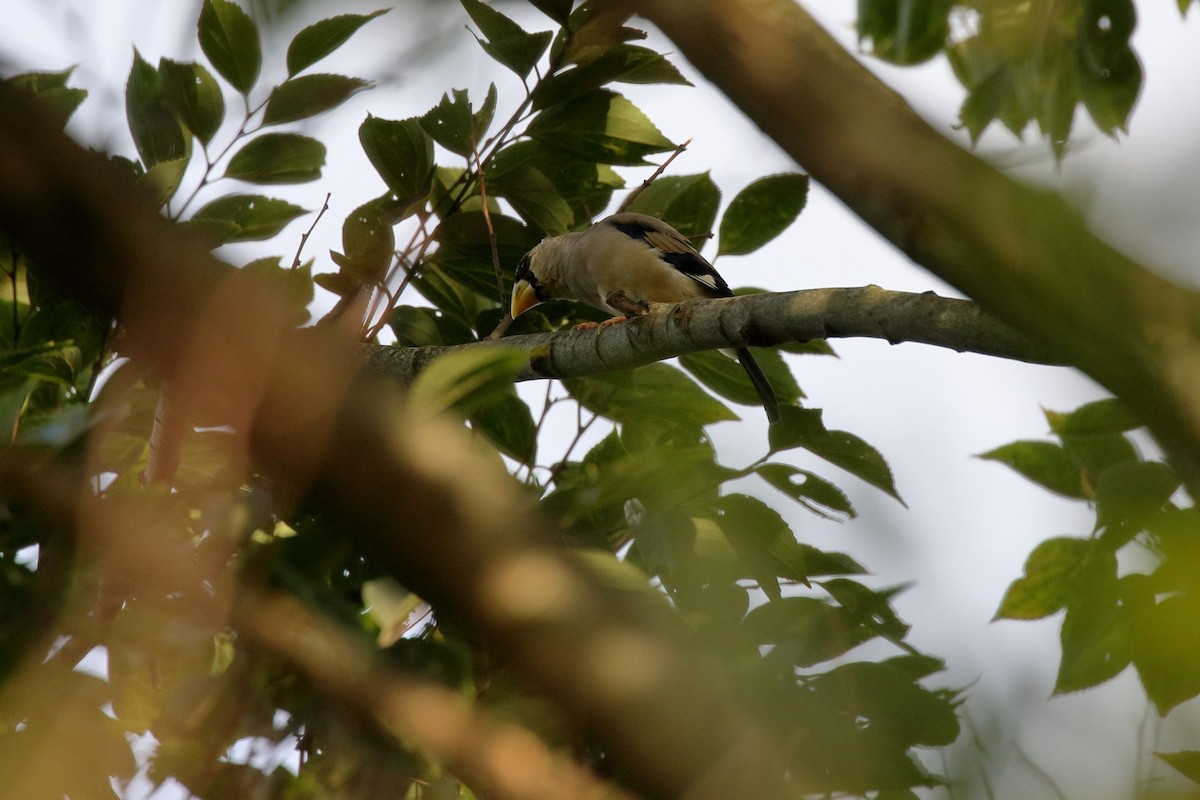 Japanese Grosbeak - ML643736354