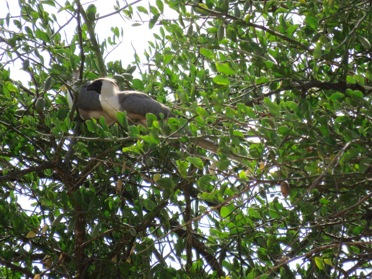 Bare-faced Go-away-bird - ML643736384