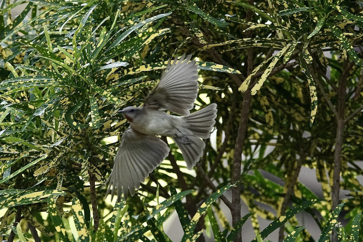 Rufous-throated Honeyeater - ML643736404