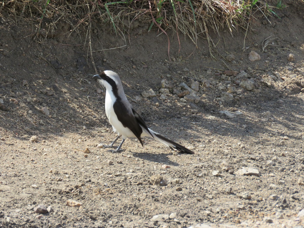 Gray-backed Fiscal - ML643736421