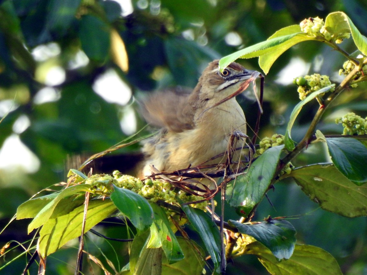 Moustached Grass-Warbler - ML643736438