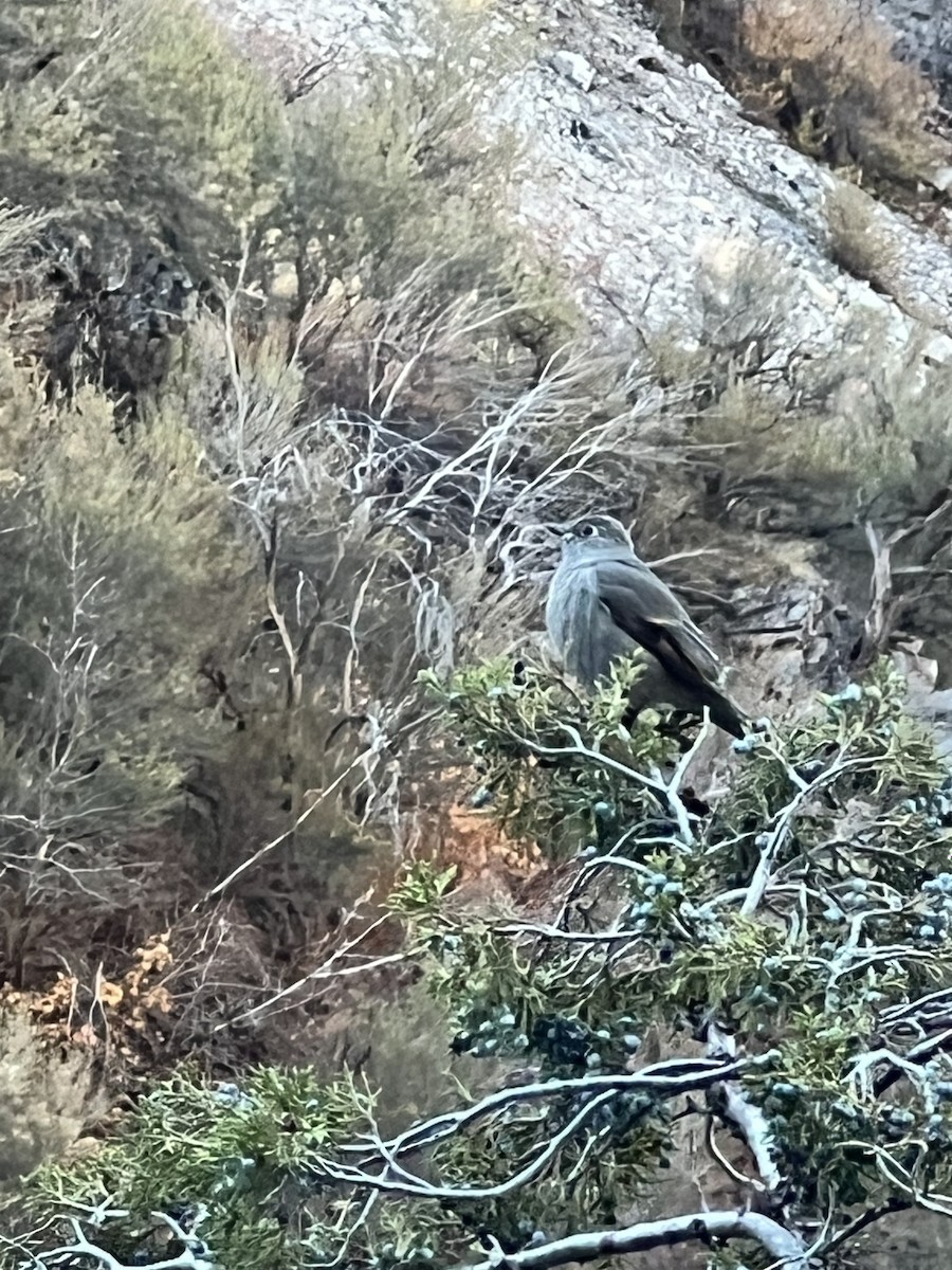 Townsend's Solitaire - ML643736447