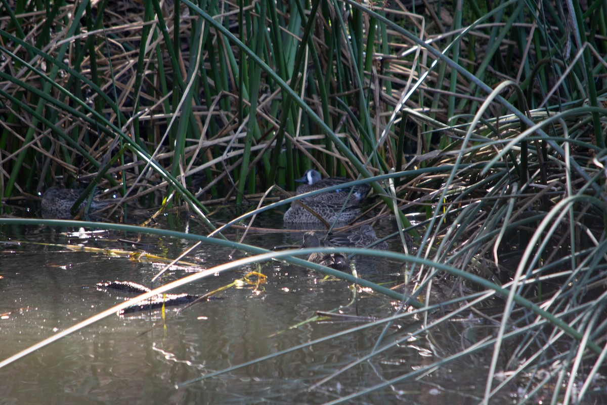 Blue-winged Teal - ML643736485