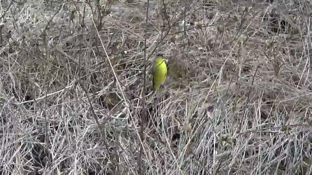 Lesser Goldfinch - ML643736514