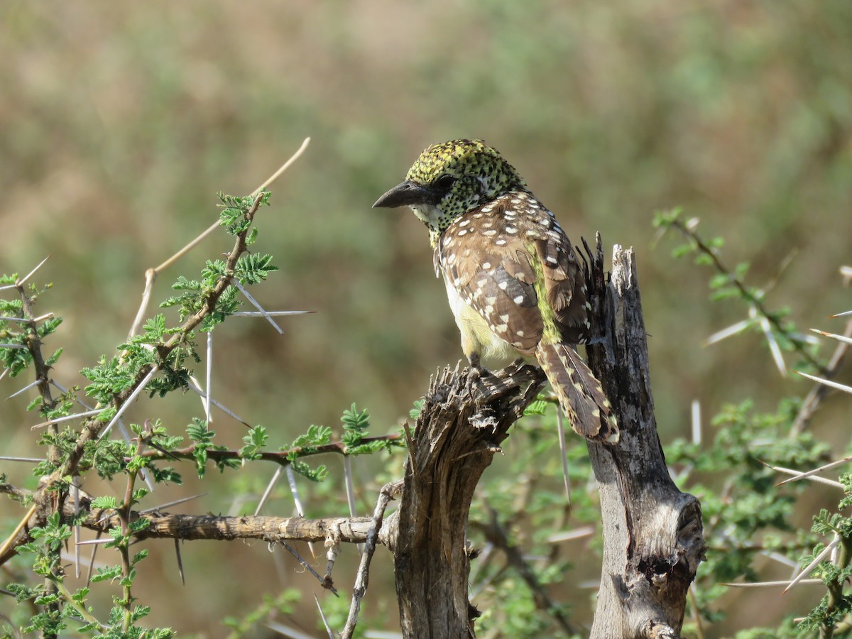 D'Arnaud's Barbet - ML643736548