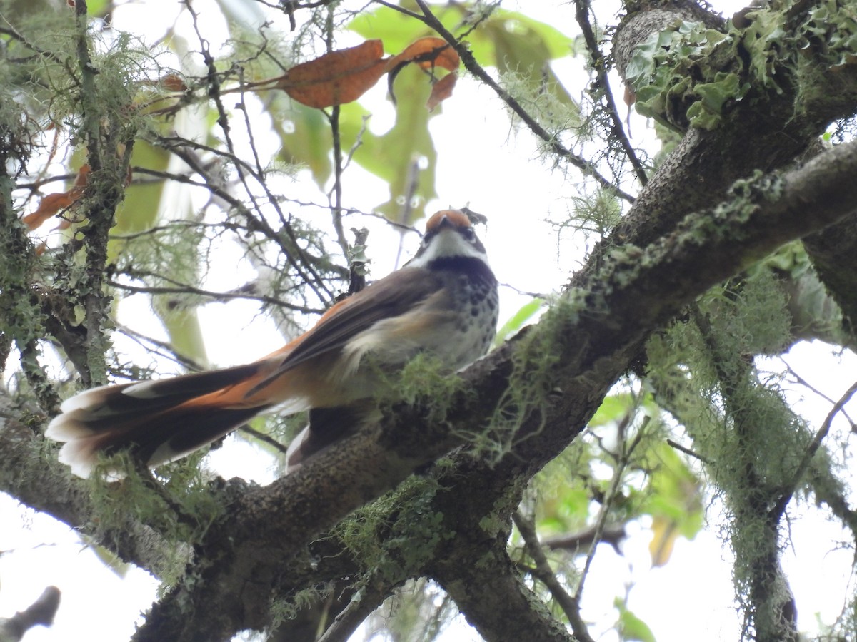 Australian Rufous Fantail - ML643736556