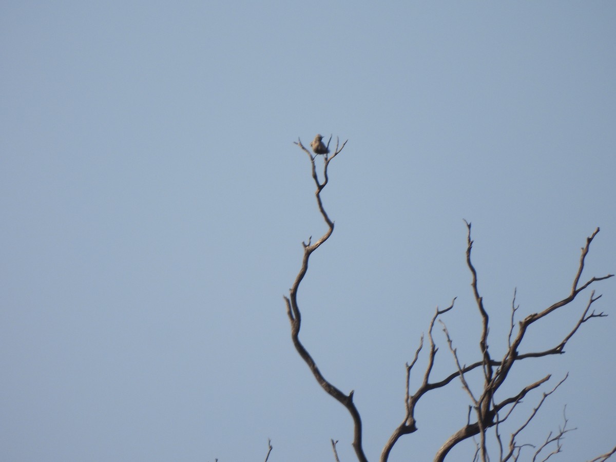 Brown Songlark - ML643736559