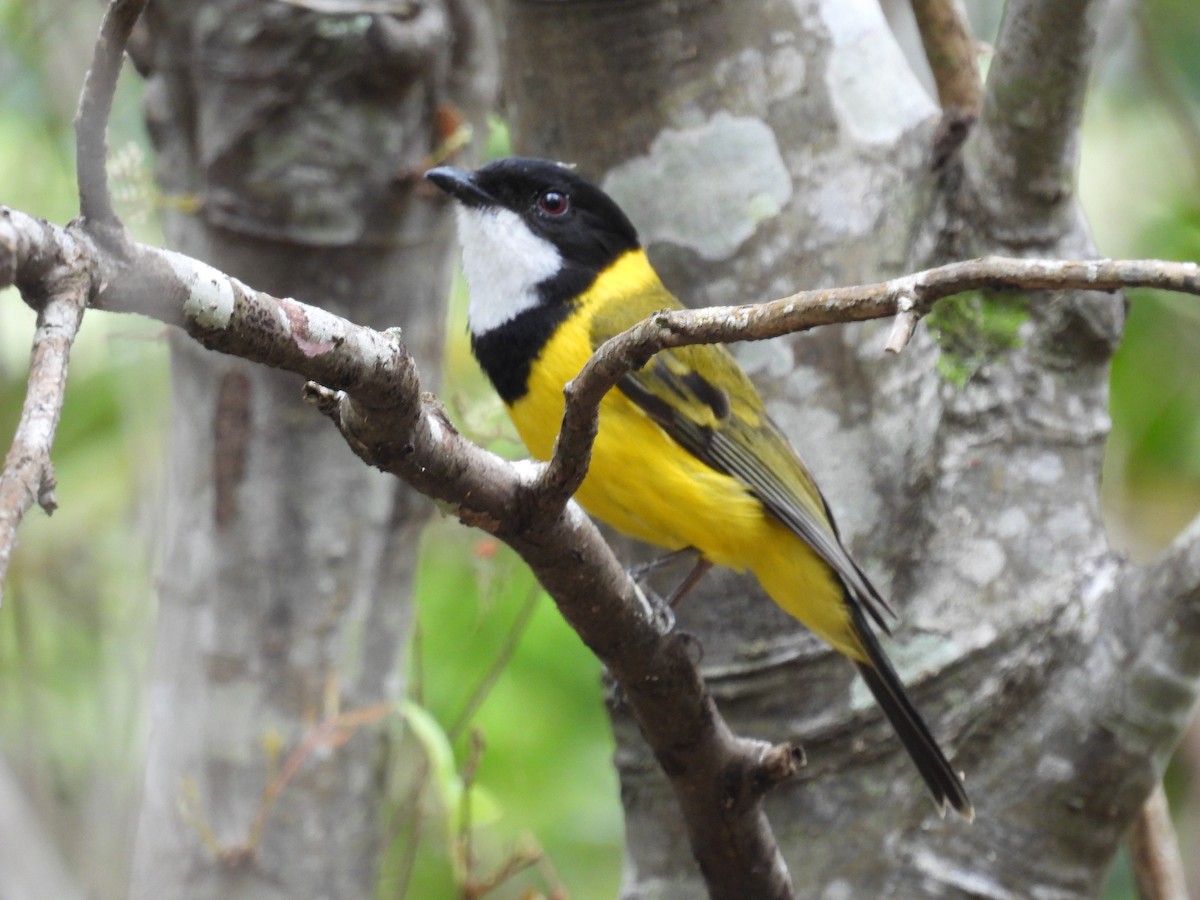 Golden Whistler (Eastern) - ML643736572