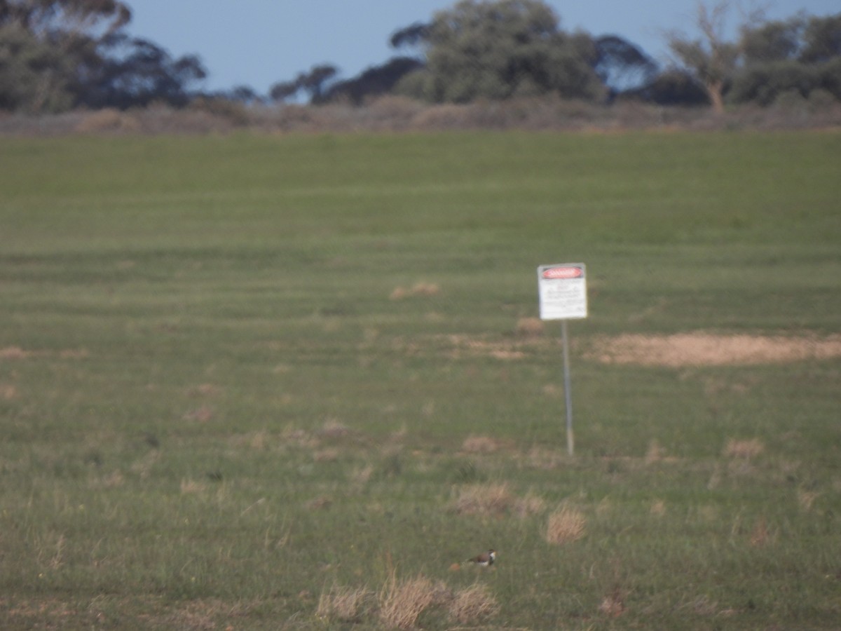 Banded Lapwing - ML643736574