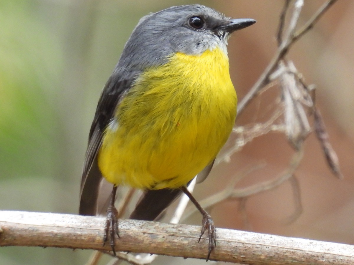 Eastern Yellow Robin - ML643736584
