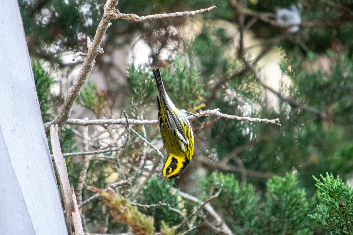 granparula - ML643736587