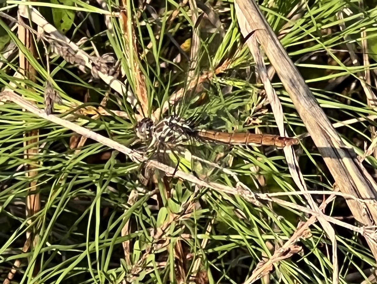 Roseate Skimmer - ML643736590