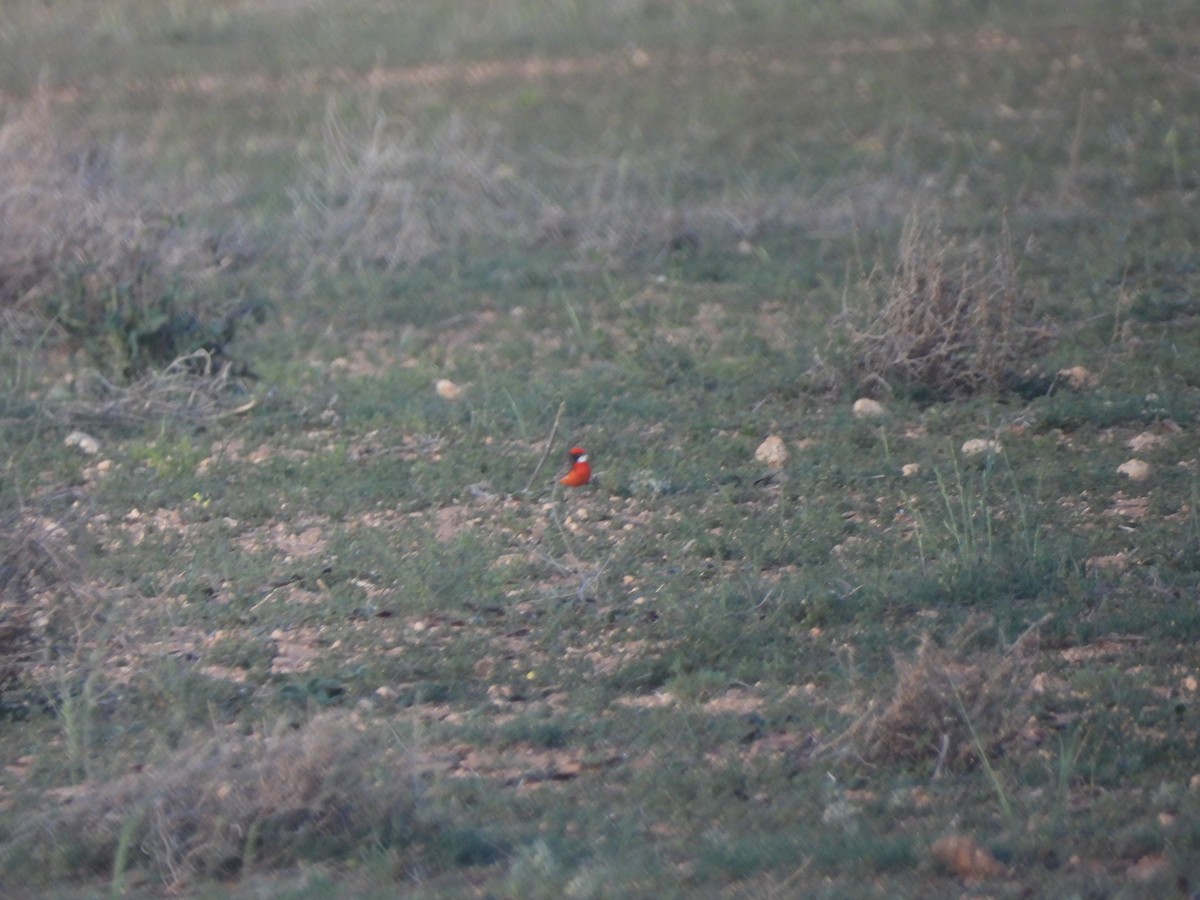 Crimson Chat - ML643736594