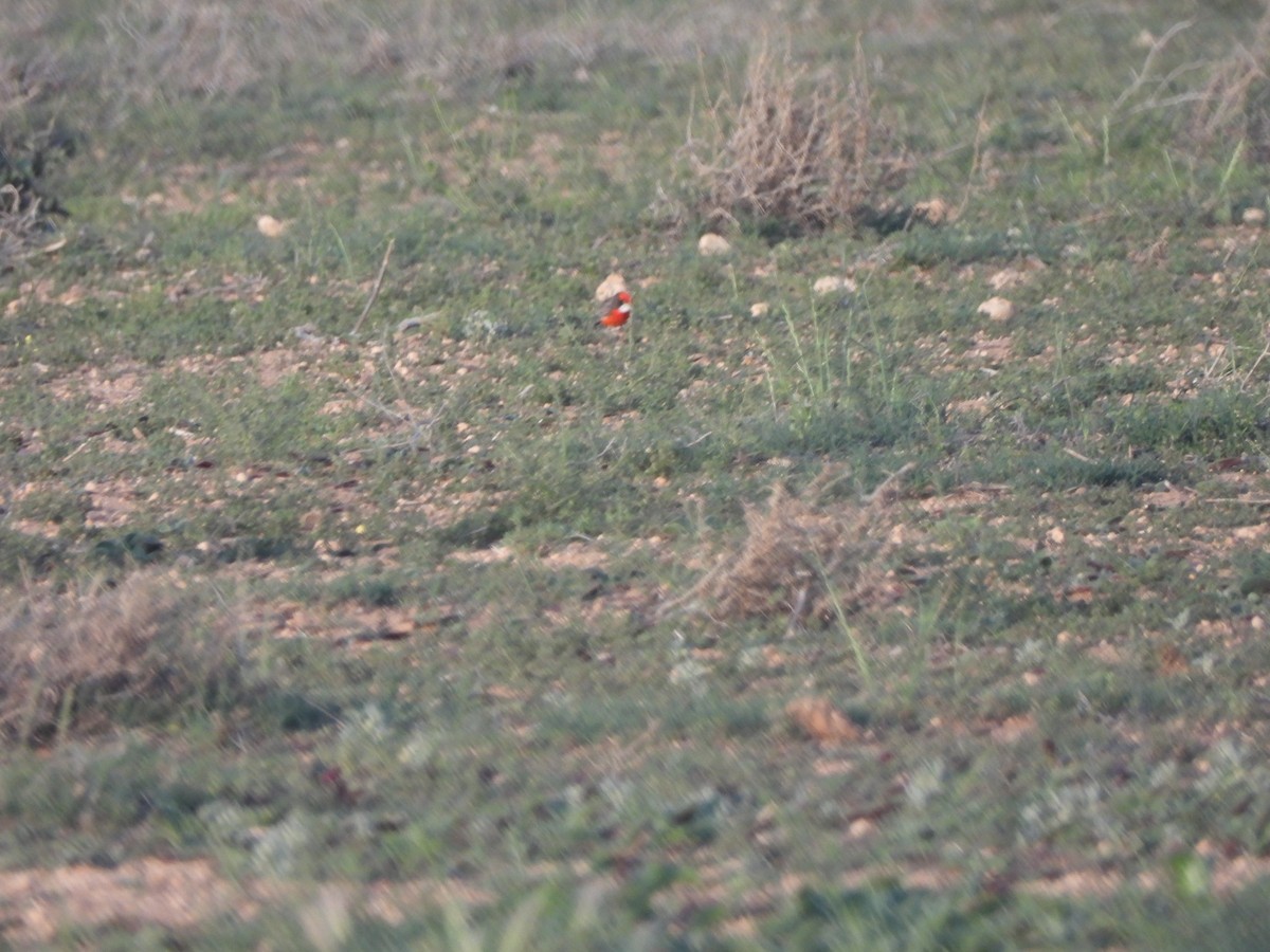 Crimson Chat - ML643736595