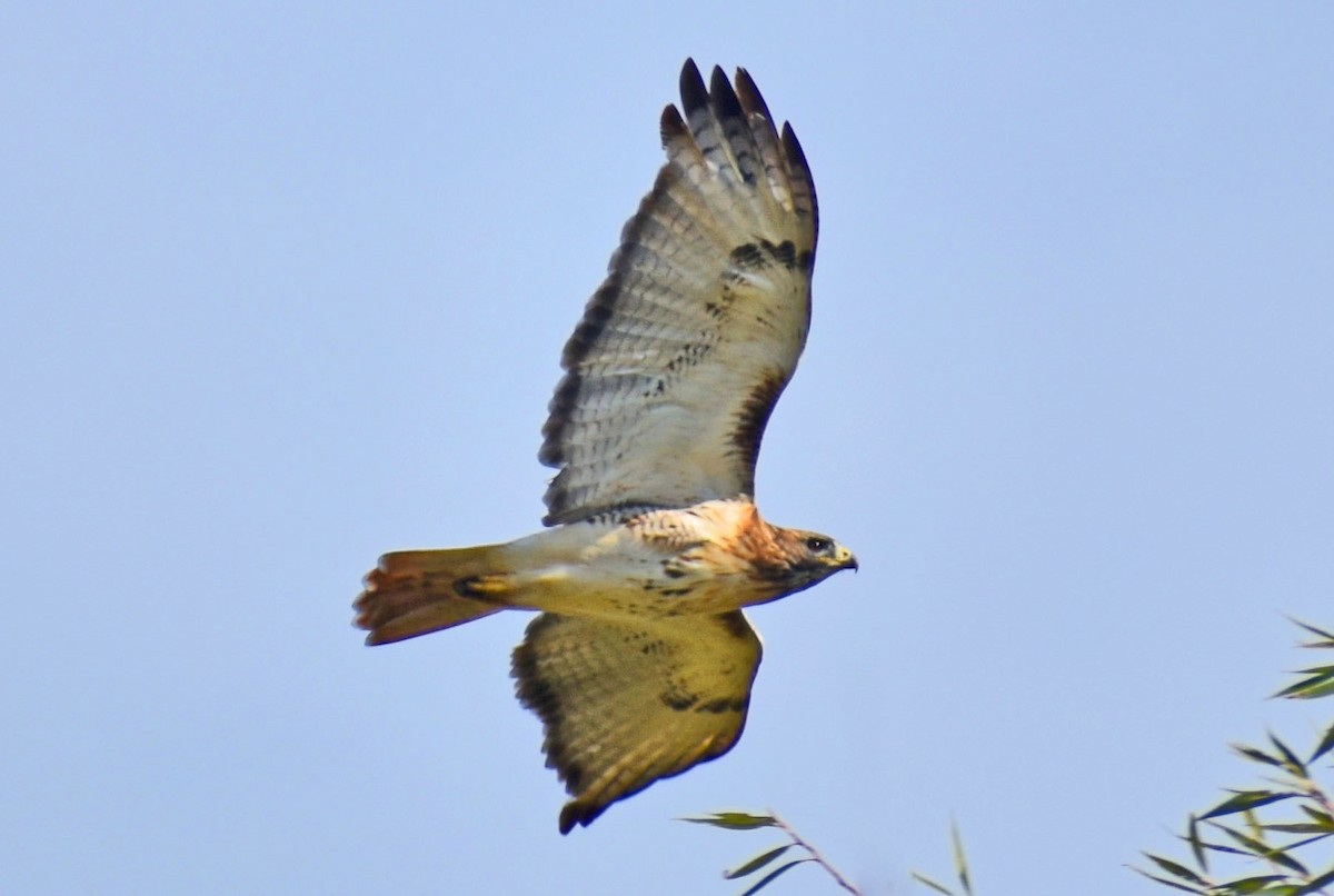 Red-tailed Hawk - ML643736597
