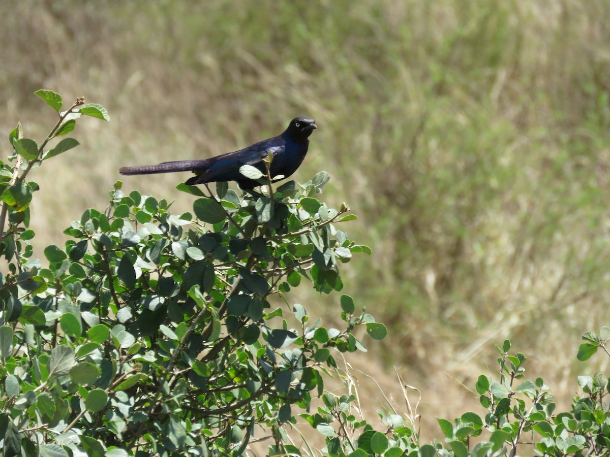 Rüppell's Starling - ML643736609