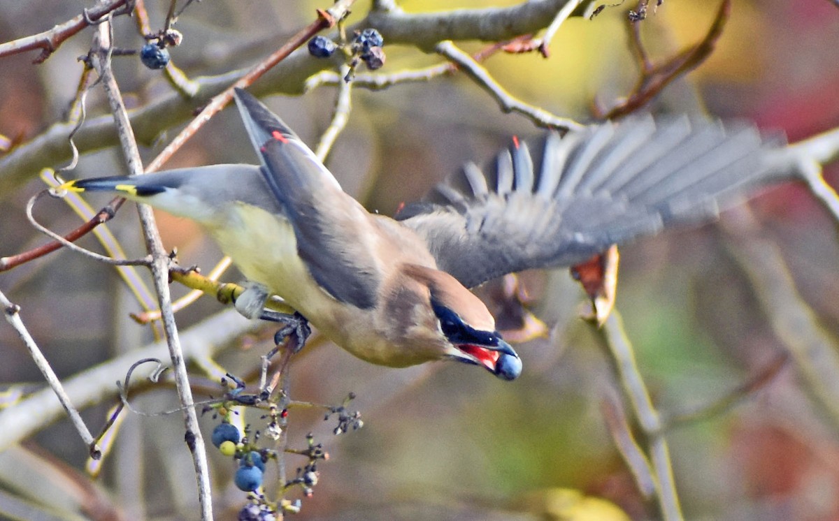 Cedar Waxwing - ML643736618