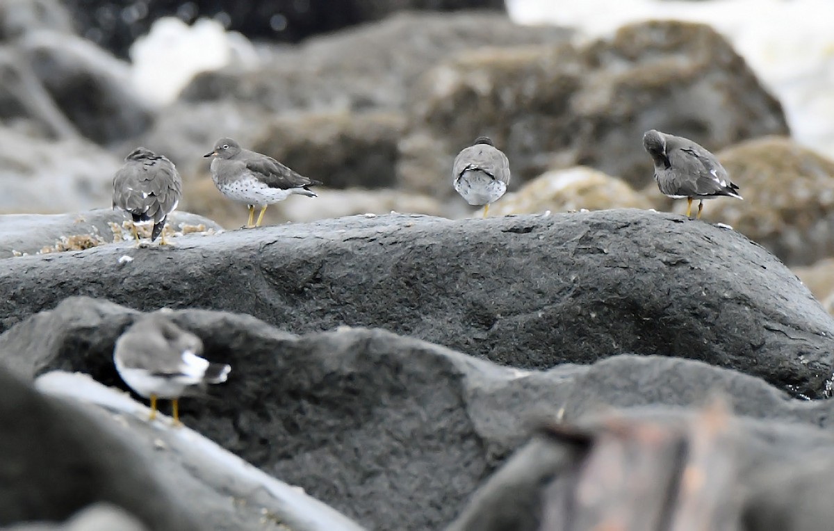 Surfbird - ML643736622