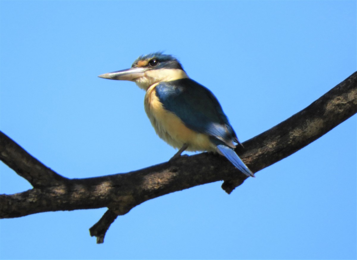 Sacred Kingfisher - ML643736623
