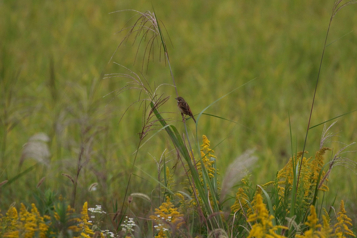 Chestnut-eared Bunting - ML643736624