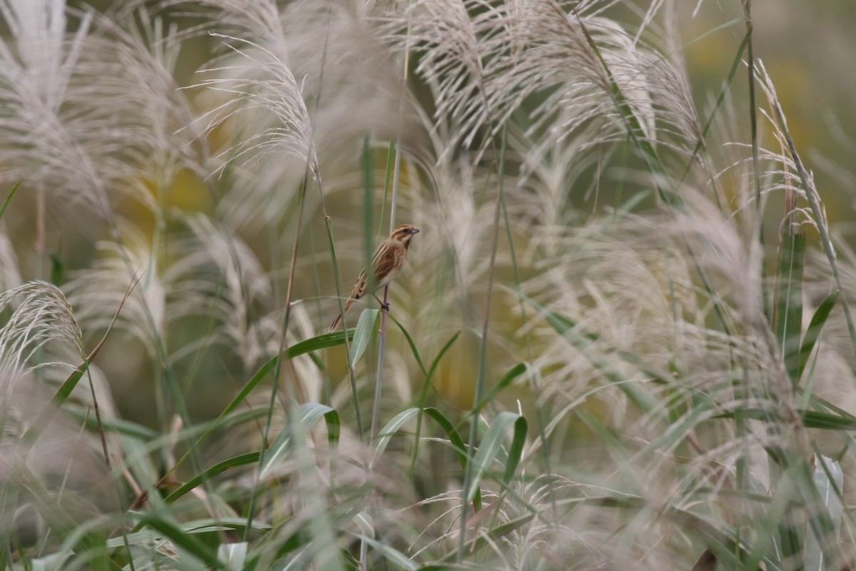 Reed Bunting - ML643736627