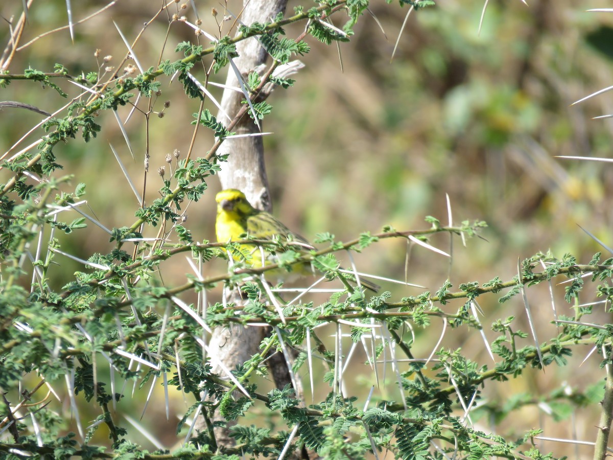 White-bellied Canary - ML643736635
