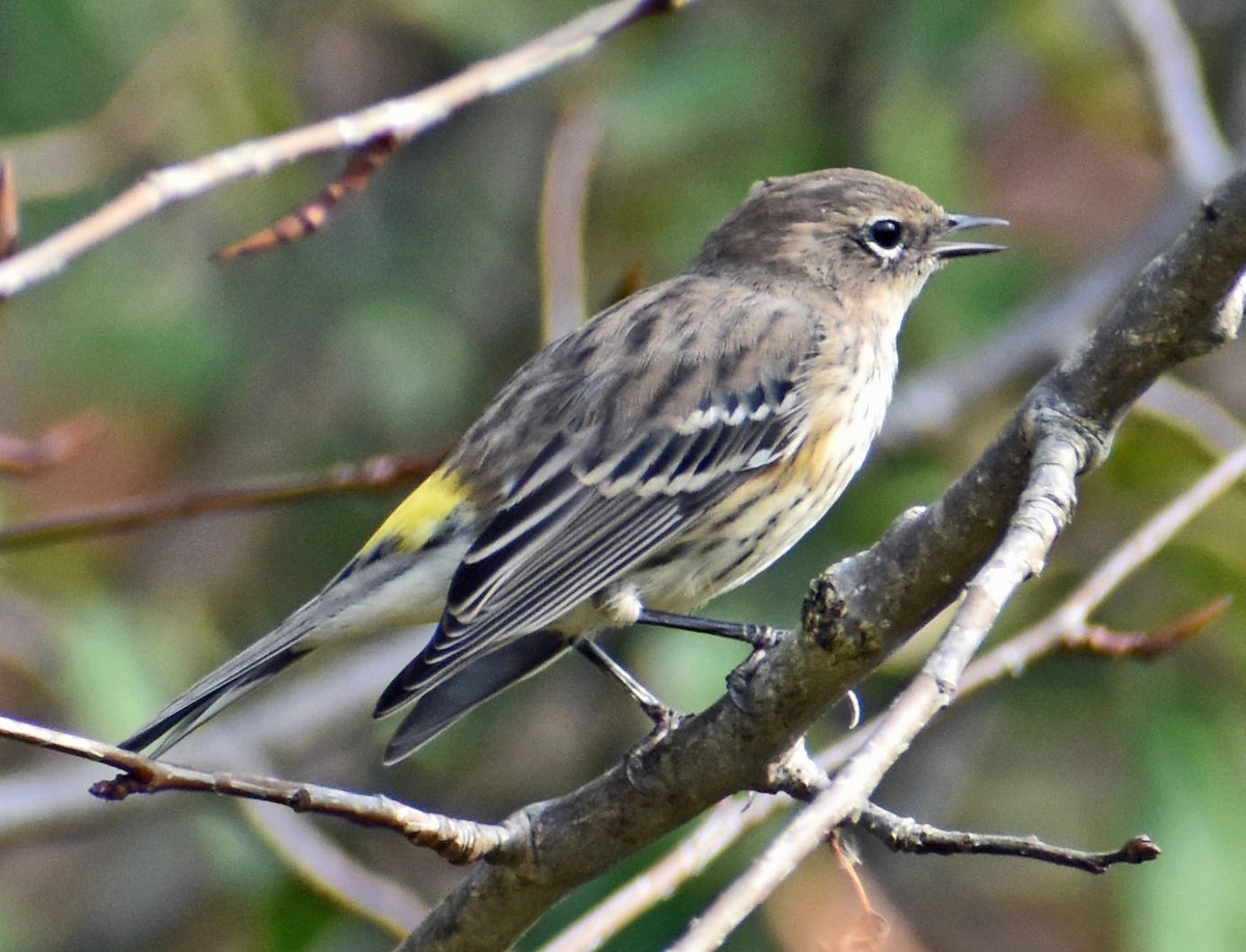 Yellow-rumped Warbler - ML643736658
