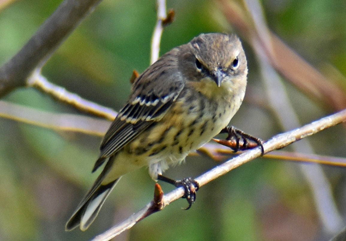 Yellow-rumped Warbler - ML643736659