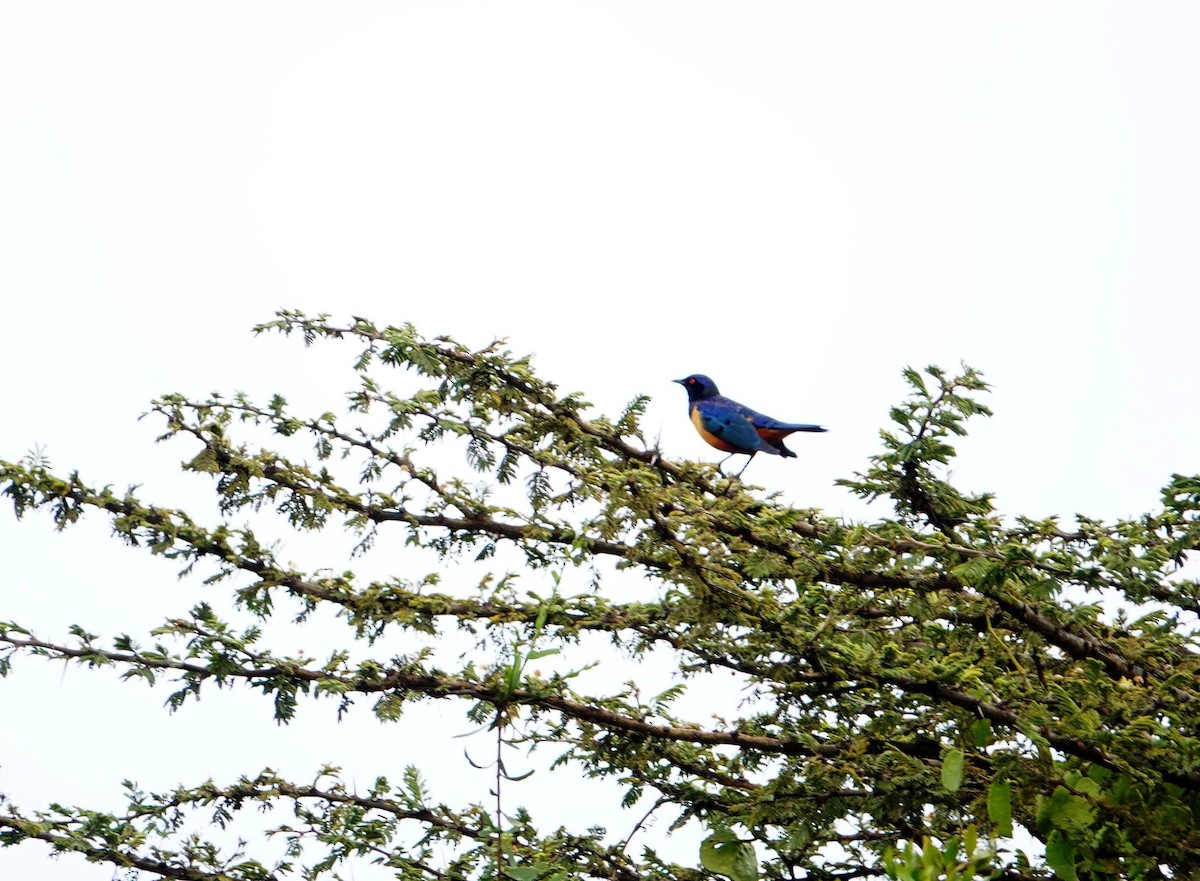 Hildebrandt's Starling - ML643736664
