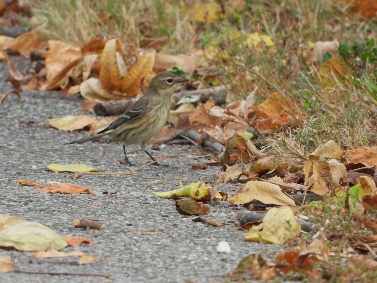 Yellow-rumped Warbler - ML643736665