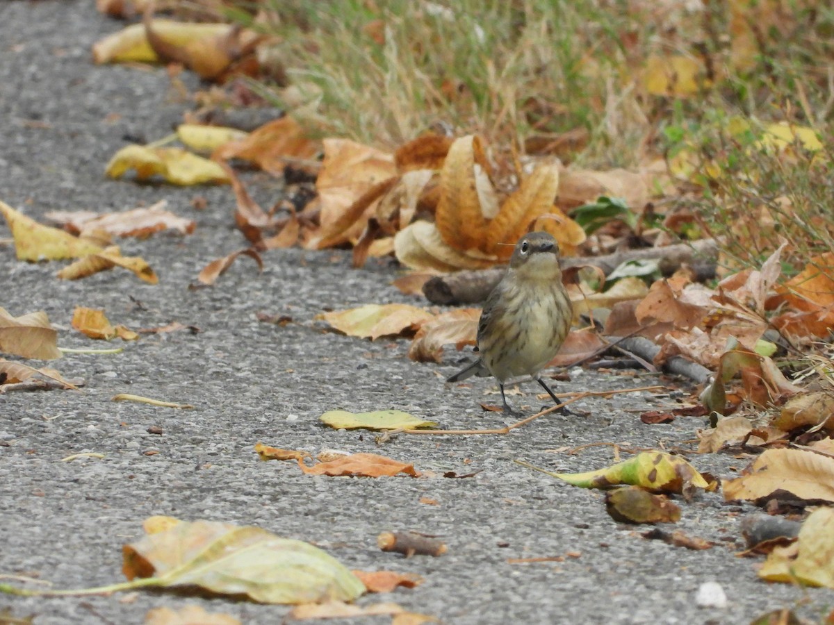 Yellow-rumped Warbler - ML643736666