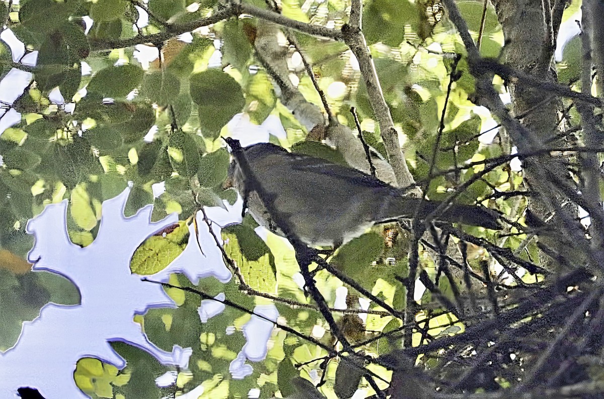 White-crowned Sparrow (Gambel's) - ML643736672
