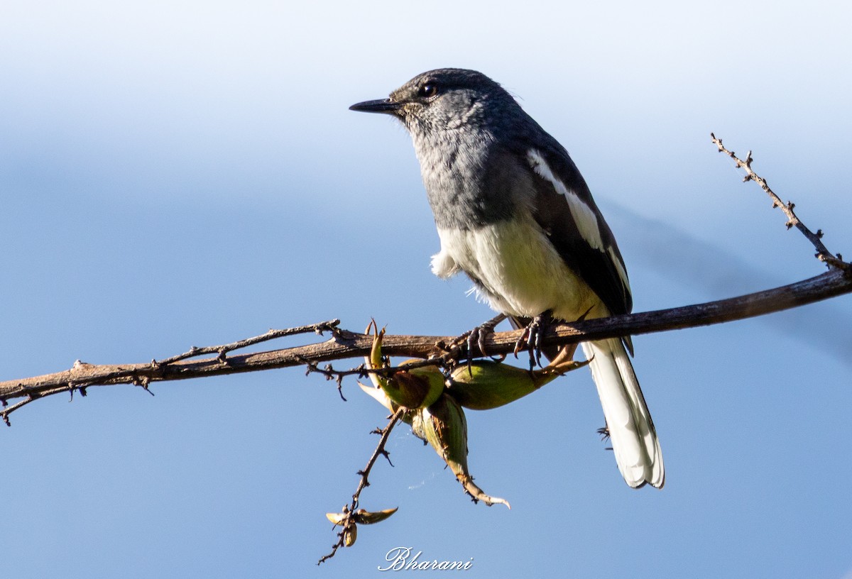 Oriental Magpie-Robin - ML643736673