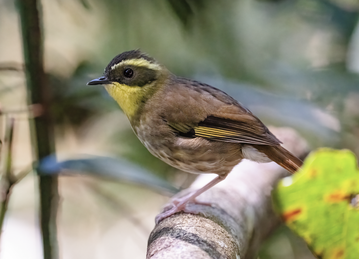Yellow-throated Scrubwren - ML643736674