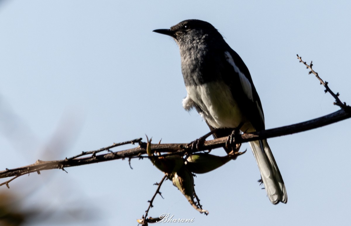 Oriental Magpie-Robin - ML643736675