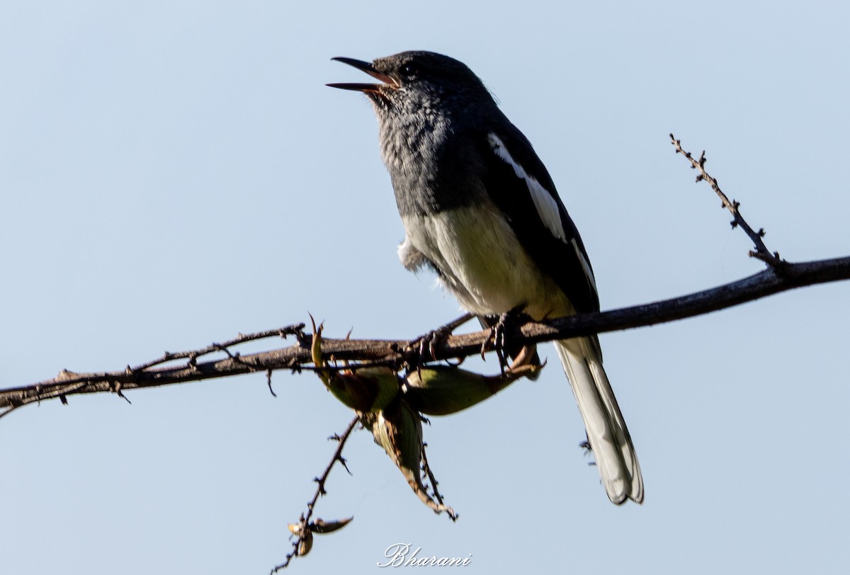 Oriental Magpie-Robin - ML643736676