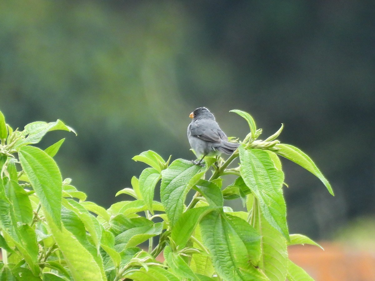 Gray Seedeater - ML643736677