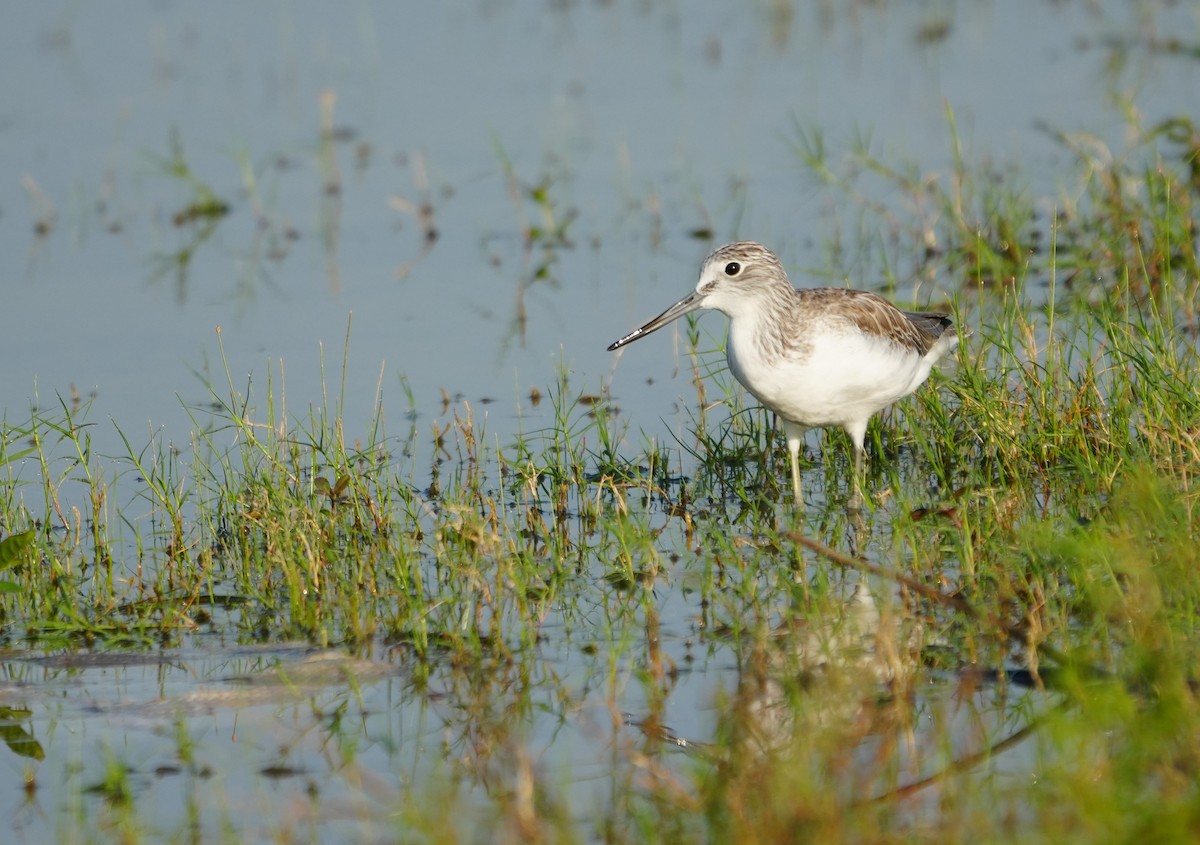 Common Greenshank - ML643736678