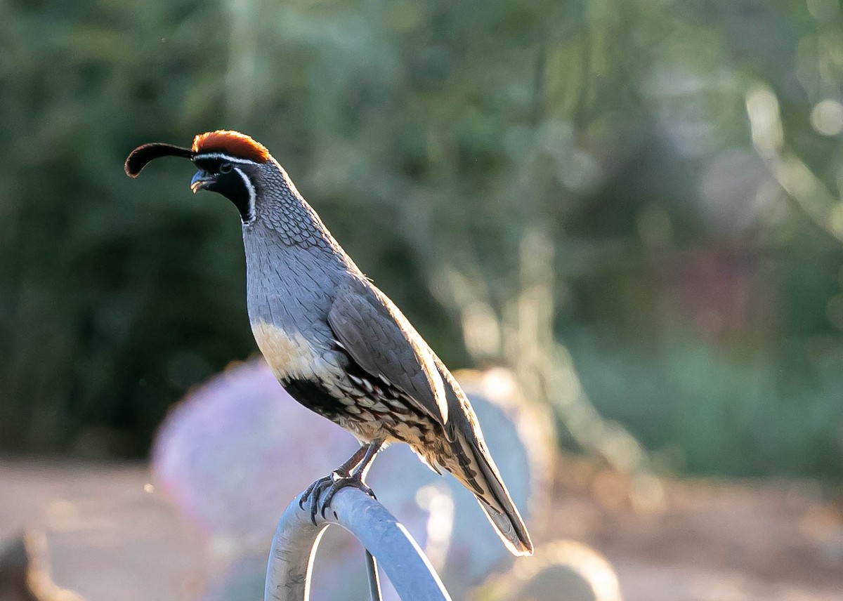 Gambel's Quail - ML643736679