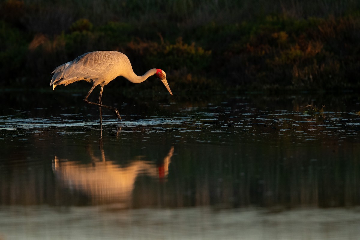 Brolga - ML643736680