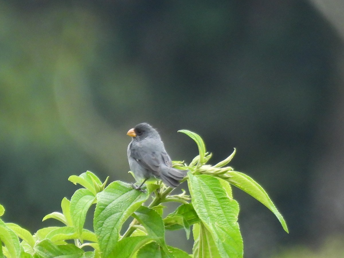 Gray Seedeater - ML643736681