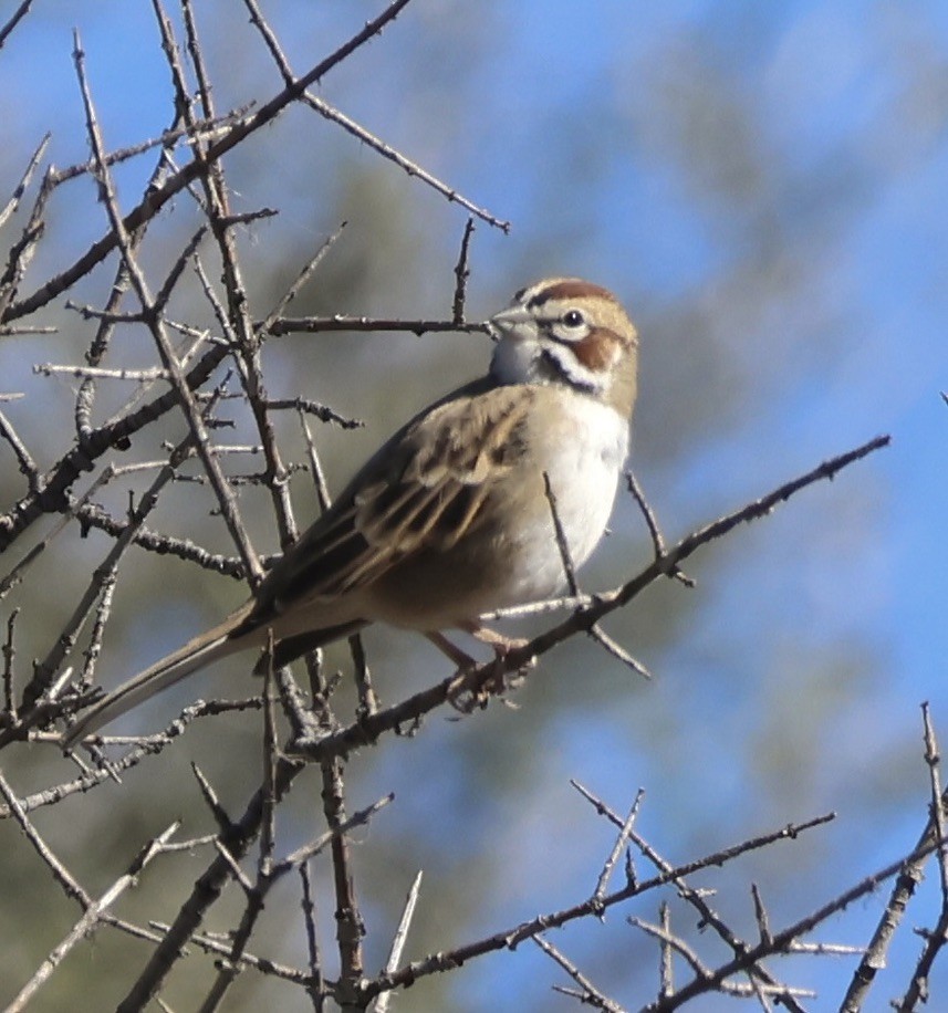 Lark Sparrow - ML643736682